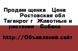 Продам щенка › Цена ­ 2 500 - Ростовская обл., Таганрог г. Животные и растения » Собаки   